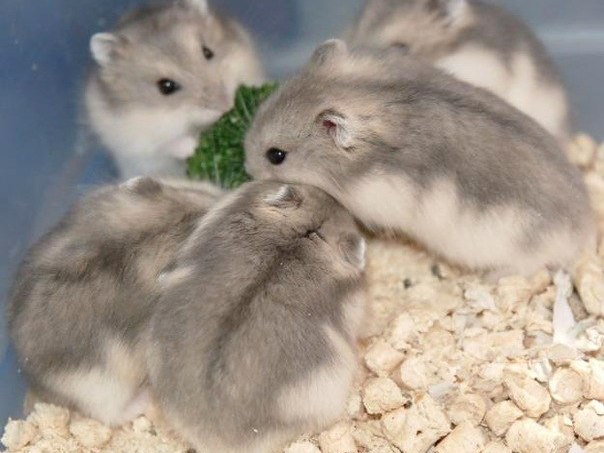 Породы хомяков | ЗооТом - продажа, вязка и услуги для животных в Мариинске