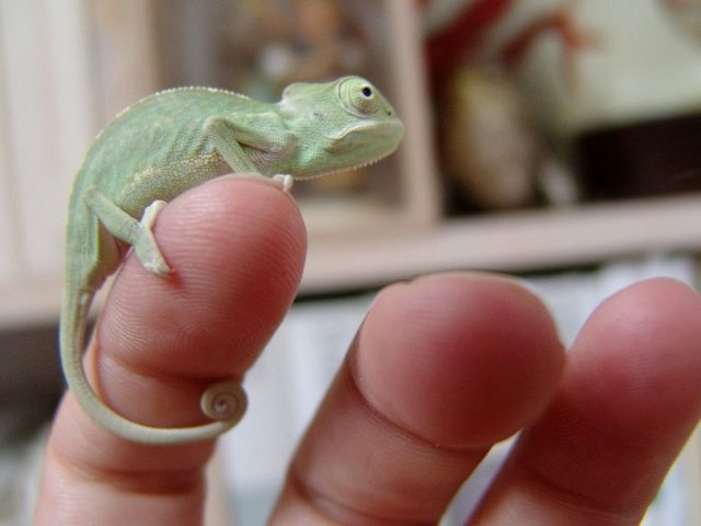 Содержание ящериц и уход за ними в Мариинске | ЗооТом портал о животных