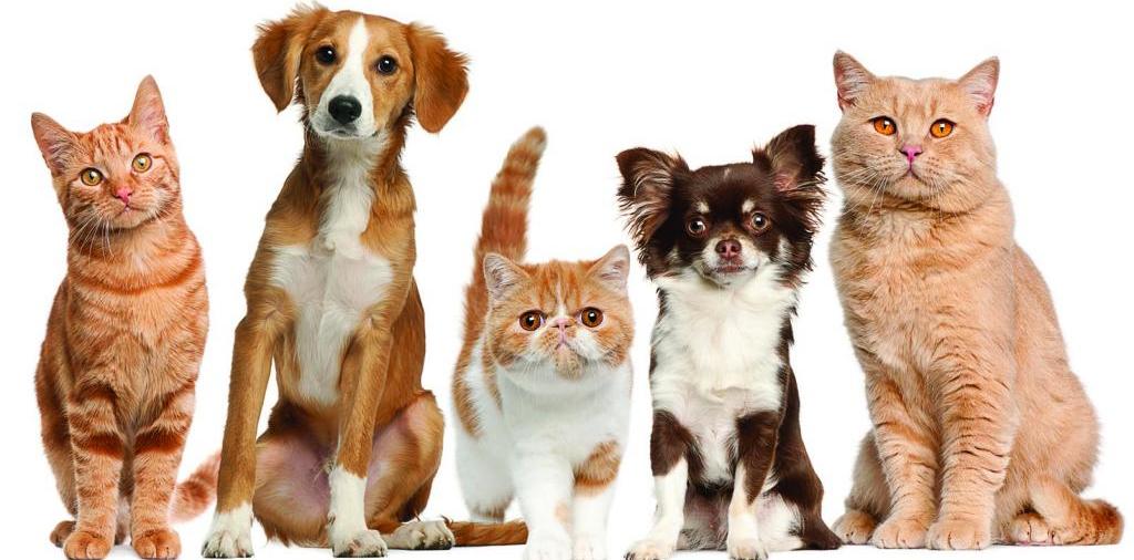 Доска объявлений о животных | ЗооТом - продажа, вязка и услуги для животных в Мариинске