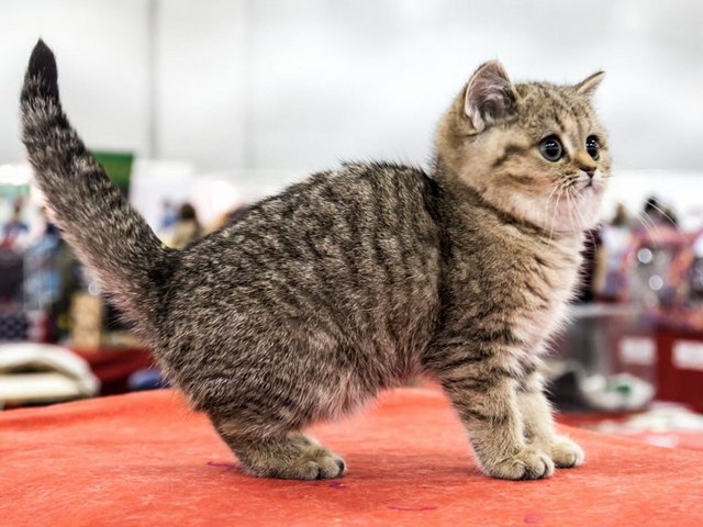 Породы кошек в Мариинске | ЗооТом портал о животных