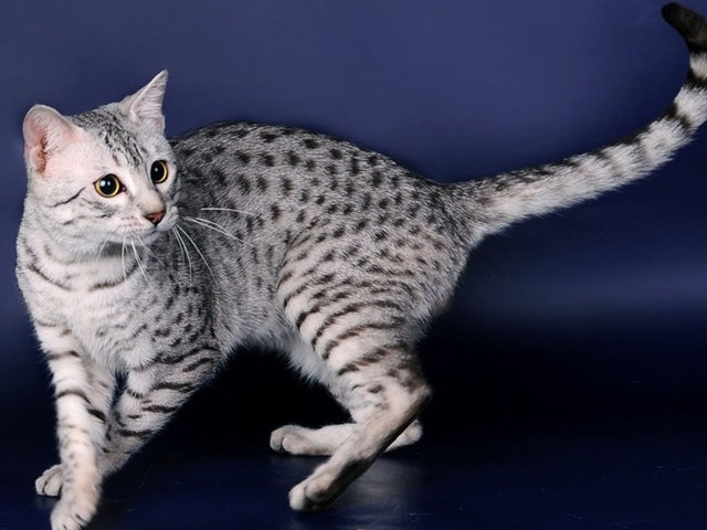 Породы кошек в Мариинске | ЗооТом портал о животных