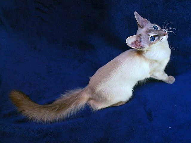 Выведенные породы кошек в Мариинске | ЗооТом портал о животных