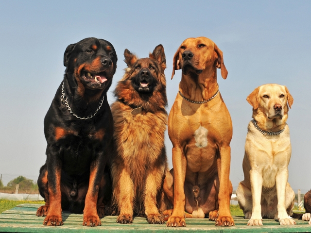 Крупные породы собак в Мариинске | ЗооТом портал о животных