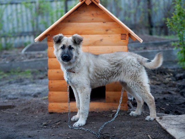 Все о собаках в Мариинске